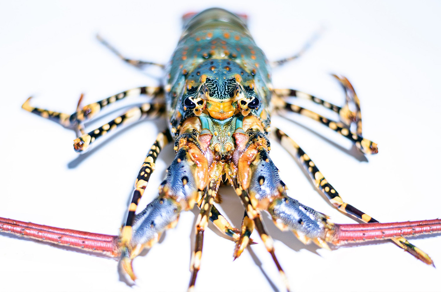 Pearl Lobster PT. Perishable Logistic Indonesia